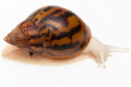Achatina achatina achatina Nigeria typ 2 albino body semiadult, 9cm